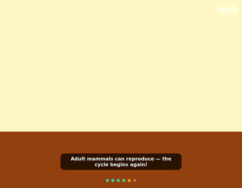 Mammal Life Cycle Safari